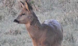 Repas de la société de chasse de Chabrac.