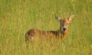 Amicale de Chasse de Chabrac.