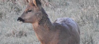 Amicale des Chasseurs img 01